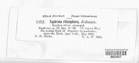 Taphrina rhizophora image